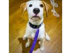 Adopt Peggy a Labrador Retriever, Beagle