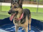 Adopt Valkyrie a German Shepherd Dog