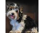 Biewer Terrier Puppy for sale in Modesto, CA, USA