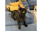 Adopt Crunchwrap Supreme a Domestic Short Hair