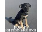 Adopt Moon Pie a Husky, Labrador Retriever