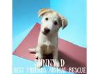 Adopt Sunny D a Husky, Labrador Retriever