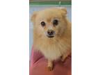 Adopt Seraphina a Pomeranian