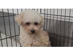 Adopt Glitz #5953 a Poodle