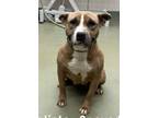 Adopt Callista a Staffordshire Bull Terrier