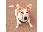 Adopt Buttercup a Australian Cattle Dog / Blue Heeler