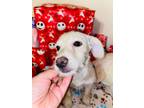 Adopt ARI a Wirehaired Terrier