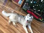 Adopt Miska a Siberian Husky