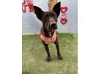 Adopt Sakura a Labrador Retriever, Australian Kelpie