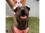 Adopt Kiba a American Staffordshire Terrier, Labrador Retriever