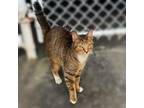 Adopt Torty a American Shorthair, Domestic Short Hair