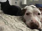 Adopt Harper a Pit Bull Terrier