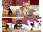 Yorkshire Terrier PUPPY FOR SALE ADN-750258 - Beautiful Tiny Yorkies for sale