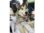 Adopt Maggie a Husky, Alaskan Malamute