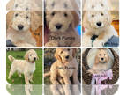 Labradoodle PUPPY FOR SALE ADN-750015 - labradoodles