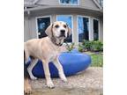 Adopt Tasha a Labrador Retriever