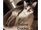 Adopt Saltine Cracker a Domestic Short Hair, Tabby