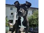 Adopt Karma a Pit Bull Terrier