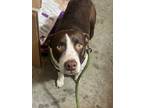 Adopt Ella a Staffordshire Bull Terrier