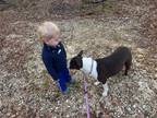 Adopt Ella a Staffordshire Bull Terrier