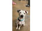 Adopt Princess a Pit Bull Terrier