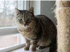 Adopt Annie a Tabby