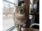 Adopt Janie a Tabby