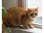 Adopt Blossom and Buddy a Tabby