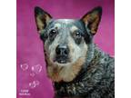 Adopt Missy a Australian Cattle Dog / Blue Heeler, Mixed Breed