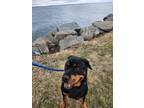 Adopt Ruby a Rottweiler