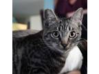 Adopt Majestic a American Shorthair