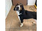Adopt Rambo a Treeing Walker Coonhound