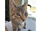 Adopt Bubbles a Domestic Short Hair