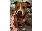 Adopt Link a Pit Bull Terrier