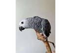 WSi African Grey Parrot Birds