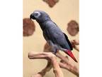 WSl African Grey Parrot Birds