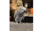 WSy African Grey Parrot Birds