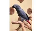 WSu African Grey Parrot Birds