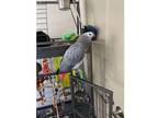 WSr African Grey Parrot Birds