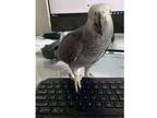 QSA African Grey Parrot Birds