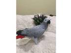 WSt African Grey Parrot Birds