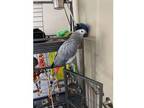 WSh African Grey Parrot Birds