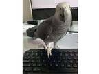 WSx African Grey Parrot Birds