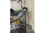 WSo African Grey Parrot Birds