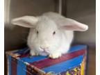 Adopt Mopsy a Holland Lop, New Zealand