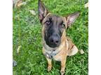 Adopt Rugby a Belgian Shepherd / Malinois