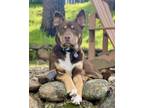 Adopt Hennessy a Siberian Husky, Pit Bull Terrier