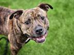 Adopt JARVIS a Staffordshire Bull Terrier