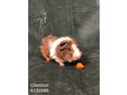 Adopt CHESTNUT a Guinea Pig