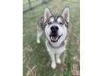 Adopt FLYNN a Siberian Husky